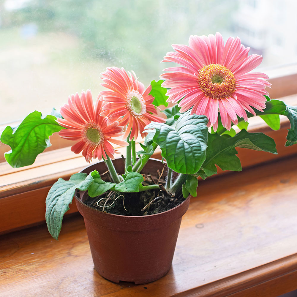 gerbera