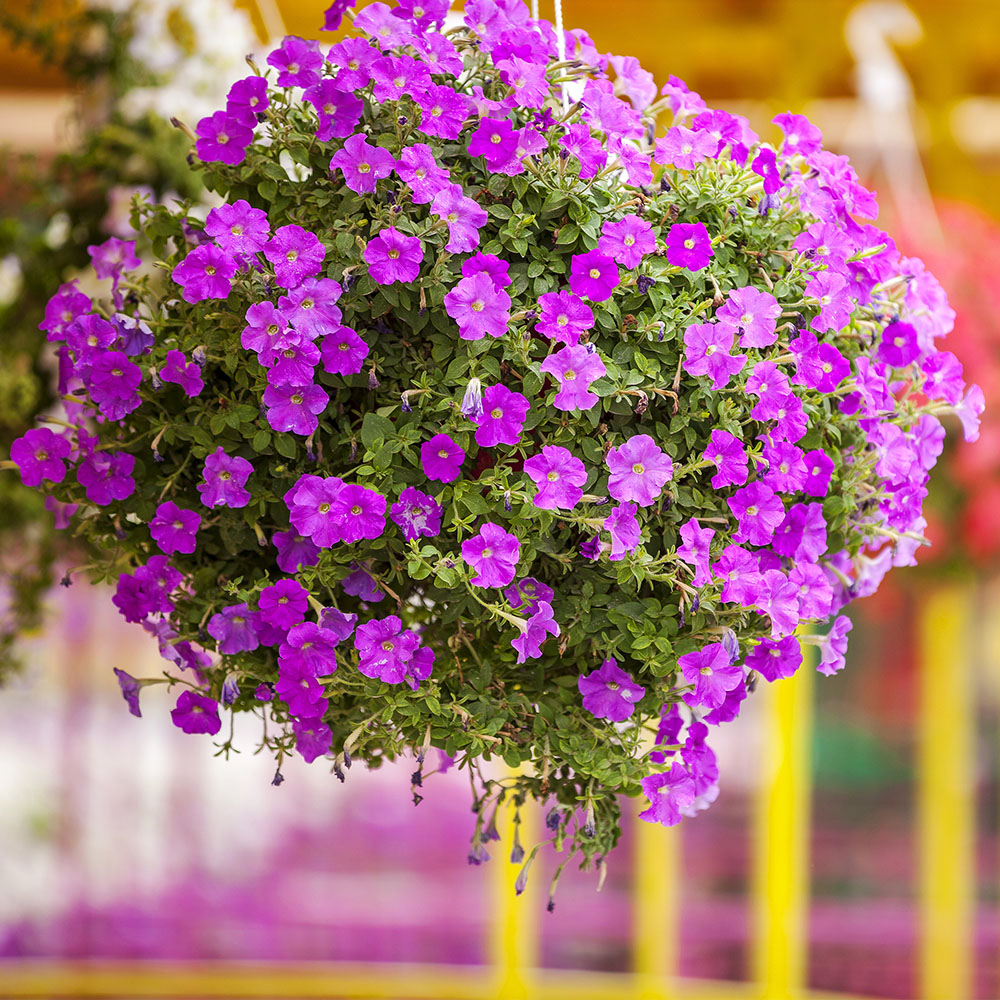 petunias