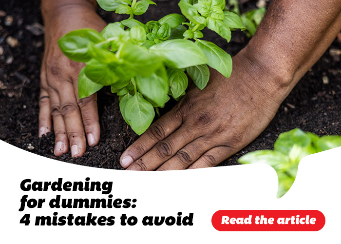 Gardening for dummies: 4 mistakes to avoid - Read the article